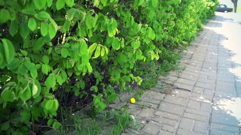 Beautiful bushes moving in the wind Stock Footage 75446554