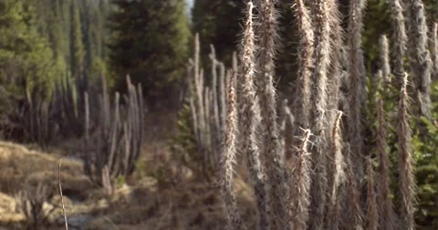 Beautiful bushes with sharp thorns against the background of green forest. Blur Stock Footage 145299260