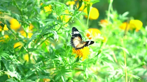 Beautiful butterflies in the backyard Stock Footage 194698529