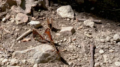 Beautiful on butterflies on surface ground Video stock 135629581
