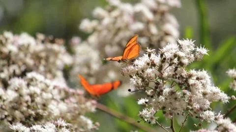Beautiful Butterfly 5 Stock Footage