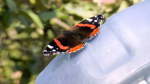 Beautiful butterfly close-up Stock Footage 94119141