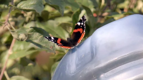 Beautiful butterfly close-up Stock Footage 94955883