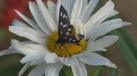 A beautiful butterfly coloring.White daisy 스톡 동영상 24802137