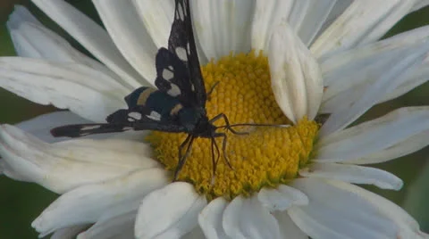A beautiful butterfly coloring.White daisy 스톡 동영상 24802154