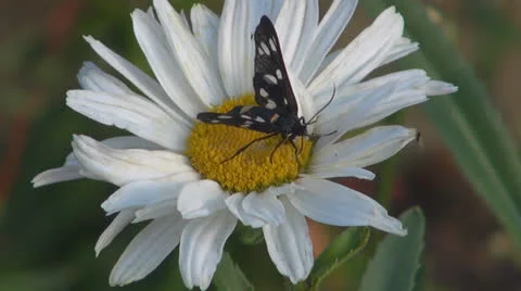 A beautiful butterfly coloring.White daisy 스톡 동영상 24802189