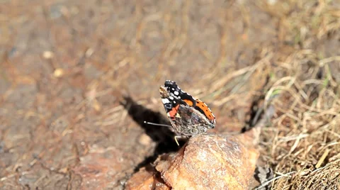 Beautiful butterfly eats mineral Stock Footage 35569601