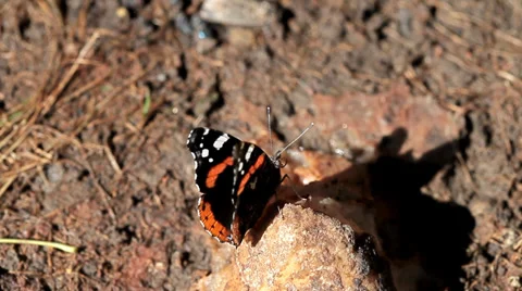 Beautiful butterfly eats mineral Stock Footage 35569606