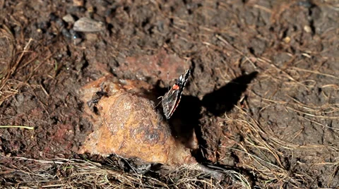Beautiful butterfly eats mineral Stock Footage 35569733