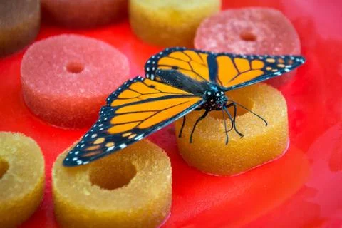 Beautiful butterfly eats nectar Stock Photos