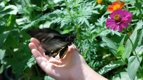 Beautiful butterfly flapping her wings on hand Stock Footage 276504345