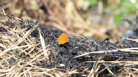 Beautiful butterfly flapping its wings Stock Footage 157522157