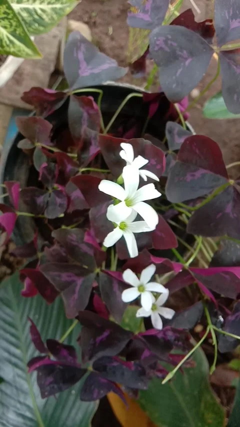 Beautiful butterfly flower Stock Footage 233938191
