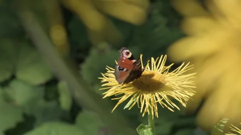 Beautiful butterfly on a flower. Stock Footage 343631653
