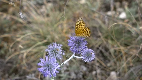 Beautiful butterfly on a flower spike, summer meadow. Nature in its freshness Stock Footage