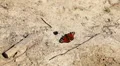 Beautiful Butterfly on Flowers, Colorful Wings, Great Nature HD Footage