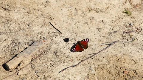 Beautiful Butterfly on Flowers, Colorful Wings, Great Nature Stock Footage