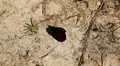 Beautiful Butterfly on Flowers, Colorful Wings, Great Nature HD Footage