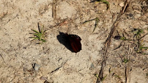 Beautiful Butterfly on Flowers, Colorful Wings, Great Nature Stock Footage