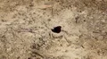 Beautiful Butterfly on Flowers, Colorful Wings, Great Nature HD Footage