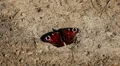Beautiful Butterfly on Flowers, Colorful Wings, Great Nature HD Footage