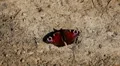Beautiful Butterfly on Flowers, Colorful Wings, Great Nature HD Footage