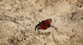 Beautiful Butterfly on Flowers, Colorful Wings, Great Nature HD Footage