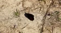 Beautiful Butterfly on Flowers, Colorful Wings, Great Nature HD Footage