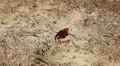 Beautiful Butterfly on Flowers, Colorful Wings, Great Nature HD Footage