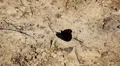Beautiful Butterfly on Flowers, Colorful Wings, Great Nature HD Footage