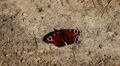 Beautiful Butterfly on Flowers, Colorful Wings, Great Nature HD Footage