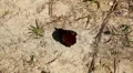 Beautiful Butterfly on Flowers, Colorful Wings, Great Nature HD Footage