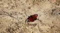 Beautiful Butterfly on Flowers, Colorful Wings, Great Nature HD Footage