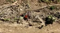 Beautiful Butterfly on Flowers, Colorful Wings, Great Nature HD Footage