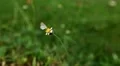 Beautiful Butterfly on Flowers, Colorful Wings, Great Nature HD Footage