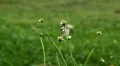 Beautiful Butterfly on Flowers, Colorful Wings, Great Nature HD Footage