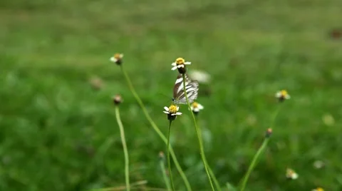 Beautiful Butterfly on Flowers, Colorful Wings, Great Nature Stock Footage