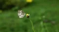 Beautiful Butterfly on Flowers, Colorful Wings, Great Nature HD Footage