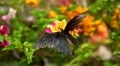 Beautiful Butterfly on Flowers, Colorful Wings, Great Nature HD Footage