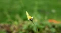 Beautiful Butterfly on Flowers, Colorful Wings, Great Nature HD Footage