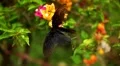 Beautiful Butterfly on Flowers, Colorful Wings, Great Nature HD Footage