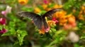 Beautiful Butterfly on Flowers, Colorful Wings, Great Nature HD Footage
