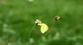 Beautiful Butterfly on Flowers, Colorful Wings, Great Nature HD Footage