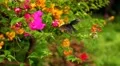 Beautiful Butterfly on Flowers, Colorful Wings, Great Nature HD Footage