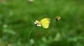 Beautiful Butterfly on Flowers, Colorful Wings, Great Nature HD Footage