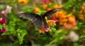Beautiful Butterfly on Flowers, Colorful Wings, Great Nature HD Footage