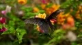 Beautiful Butterfly on Flowers, Colorful Wings, Great Nature HD Footage