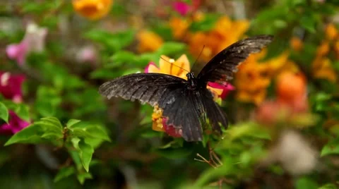 Beautiful Butterfly on Flowers, Colorful Wings, Great Nature Stock Footage