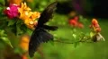 Beautiful Butterfly on Flowers, Colorful Wings, Great Nature HD Footage
