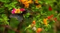 Beautiful Butterfly on Flowers, Colorful Wings, Great Nature HD Footage